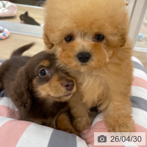 トイ・プードルの写真