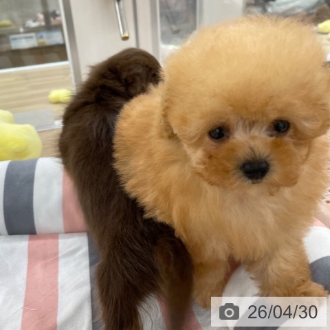 トイ・プードルの写真