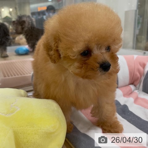 トイ・プードルの写真