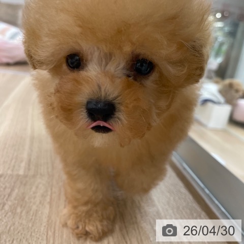 トイ・プードルの写真