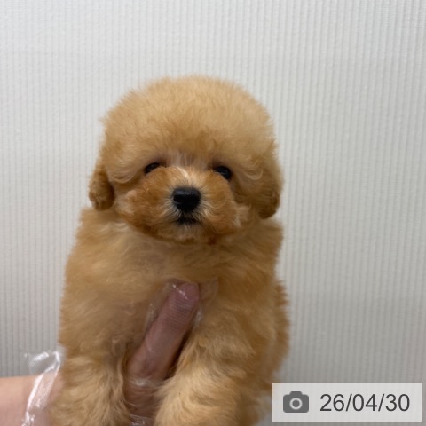 トイ・プードルの写真