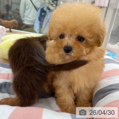 トイ・プードルの写真