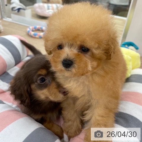 トイ・プードルの写真