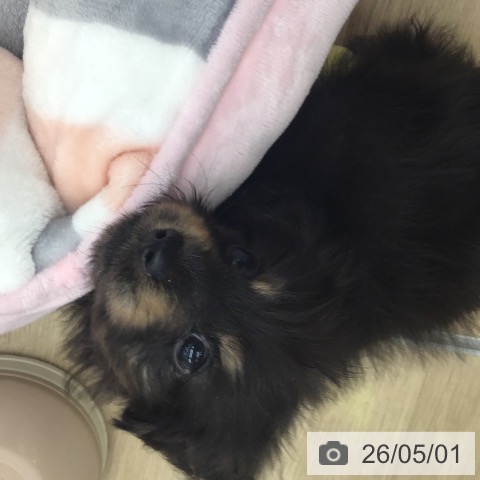 福岡県のカニンヘンダックスフンド(ロング) (ペットプラス 春日店/2026年2月27日生まれ/女の子/ブラックタン)の子犬の3枚目の画像