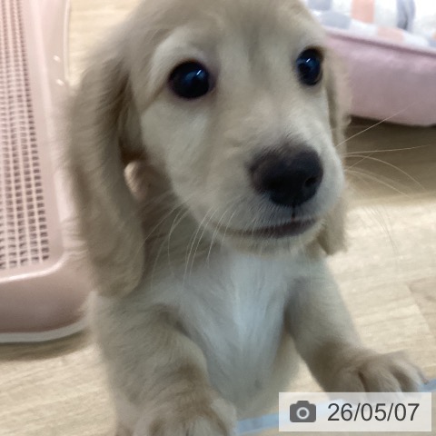 宮崎県のミニチュアダックスフンド(ロング) (ペットプラス 宮崎店/2026年2月27日生まれ/男の子/イエロー)の子犬の4枚目の画像