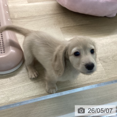 宮崎県のミニチュアダックスフンド(ロング) (ペットプラス 宮崎店/2026年2月27日生まれ/男の子/イエロー)の子犬の3枚目の画像