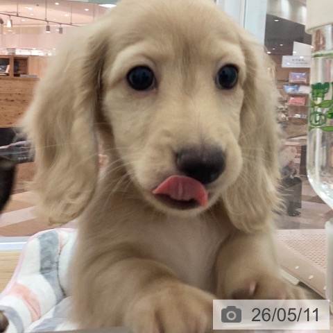 宮崎県のミニチュアダックスフンド(ロング) (ペットプラス 宮崎店/2026年2月27日生まれ/男の子/イエロー)の子犬の4枚目の画像