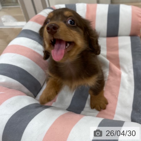 福岡県のカニンヘンダックスフンド(ロング) (ペットプラス 八幡東店/2026年2月22日生まれ/男の子/チョコレートタン)の子犬の4枚目の画像