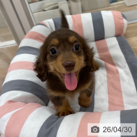 福岡県のカニンヘンダックスフンド(ロング) (ペットプラス 八幡東店/2026年2月22日生まれ/男の子/チョコレートタン)の子犬の3枚目の画像