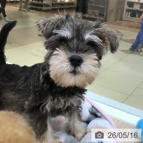 沖縄県のミニチュアシュナウザー (ペットプラス 沖縄ライカム店/2026年2月27日生まれ/男の子/ソルトペッパー)の子犬の4枚目の画像