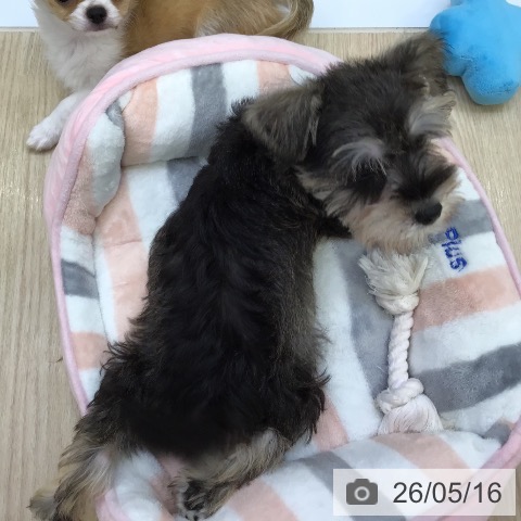 沖縄県のミニチュアシュナウザー (ペットプラス 沖縄ライカム店/2026年2月27日生まれ/男の子/ソルトペッパー)の子犬の3枚目の画像