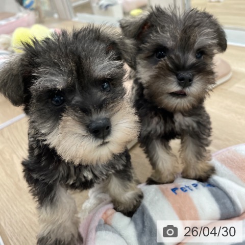 ミニチュア・シュナウザーの写真