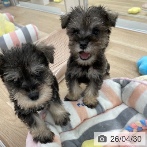 ミニチュア・シュナウザーの写真