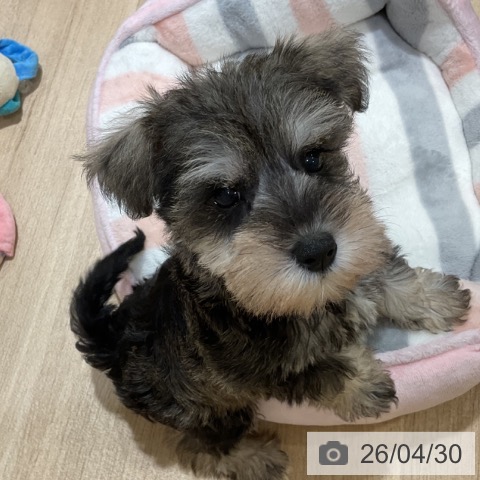 ミニチュア・シュナウザーの写真