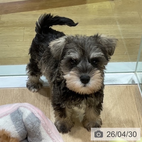 ミニチュア・シュナウザーの写真