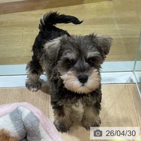 ミニチュア・シュナウザーの写真