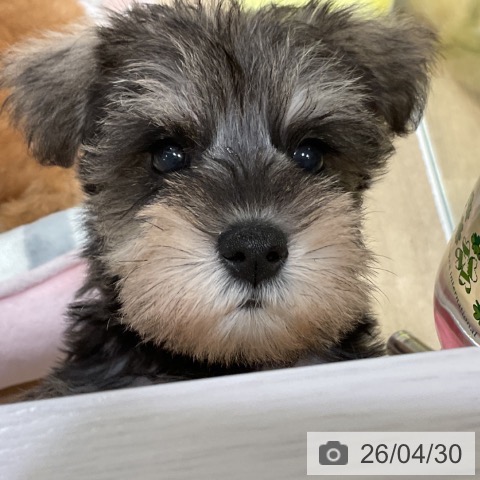 ミニチュア・シュナウザーの写真