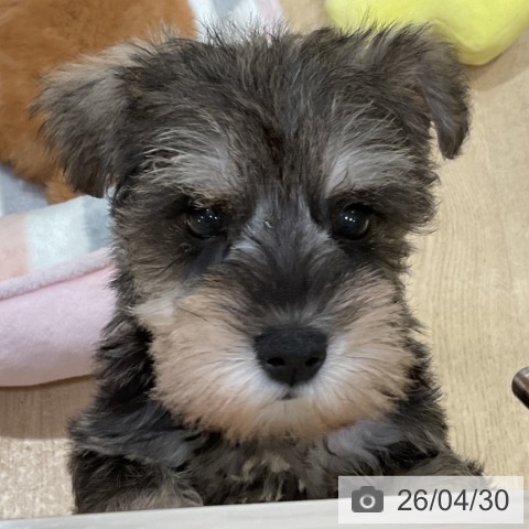 ミニチュア・シュナウザーの写真