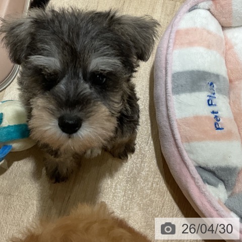 ミニチュア・シュナウザーの写真