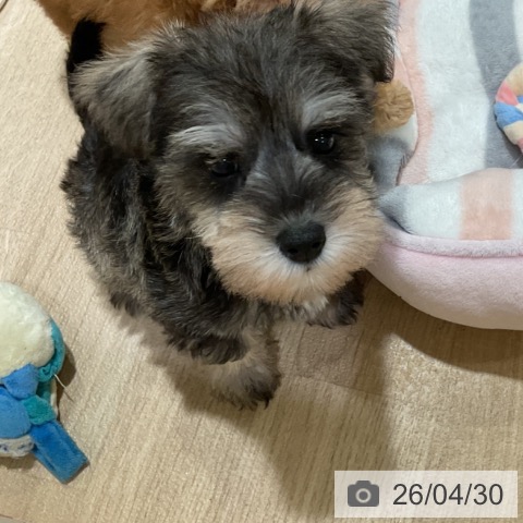 ミニチュア・シュナウザーの写真