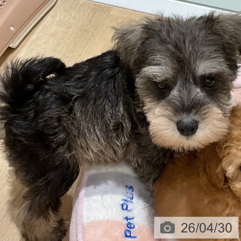 ミニチュア・シュナウザーの写真