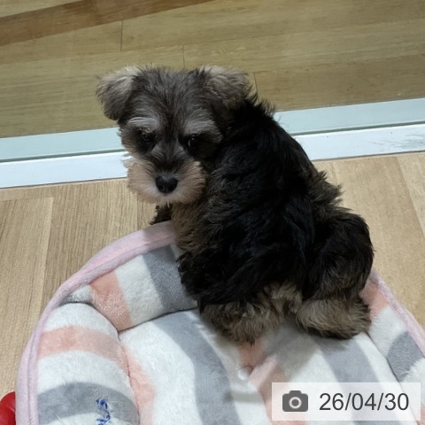 ミニチュア・シュナウザーの写真