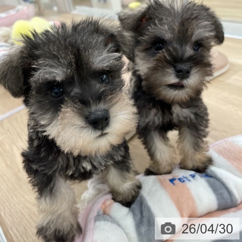 ミニチュア・シュナウザーの写真