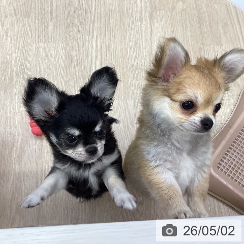チワワの写真