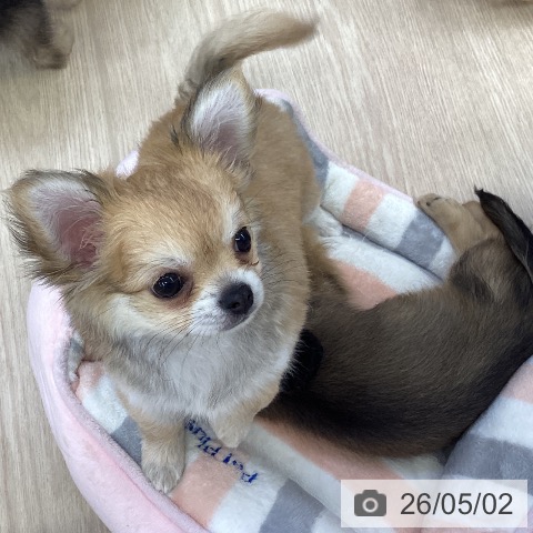 チワワの写真