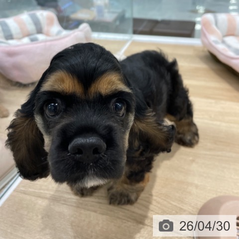 アメリカン・コッカー・スパニエルの写真