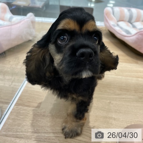 アメリカン・コッカー・スパニエルの写真