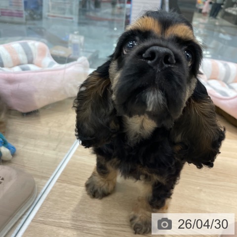 アメリカン・コッカー・スパニエルの写真