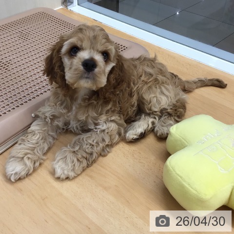 アメリカン・コッカー・スパニエルの写真