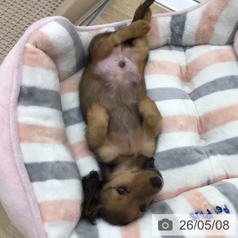 ミニチュア・ダックスフンドの写真