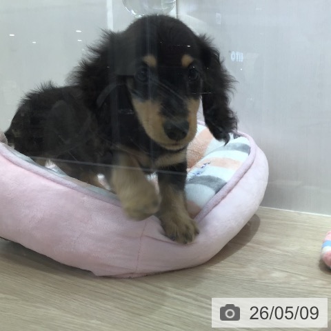 沖縄県のミニチュアダックスフンド(ロング) (ペットプラス 沖縄ライカム店/2026年2月24日生まれ/男の子/ブラックイエロー)の子犬の3枚目の画像