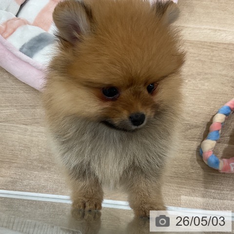 ポメラニアンの写真