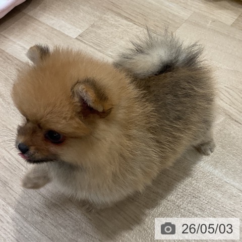 ポメラニアンの写真