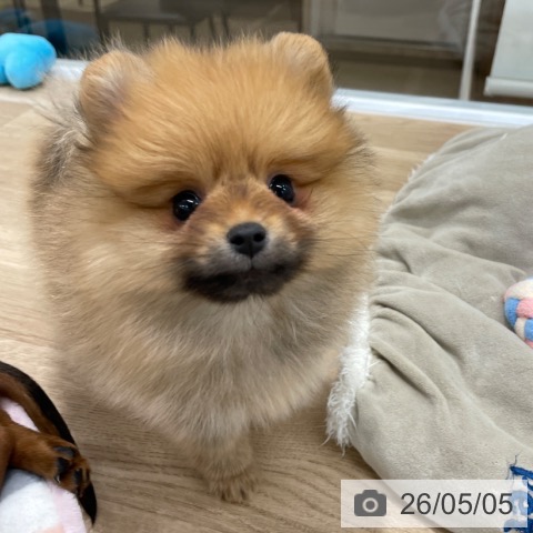 ポメラニアンの写真
