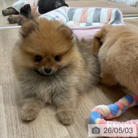 福岡県のポメラニアン (ペットプラス 八幡東店/2026年3月4日生まれ/女の子/オレンジ)の子犬の4枚目の画像