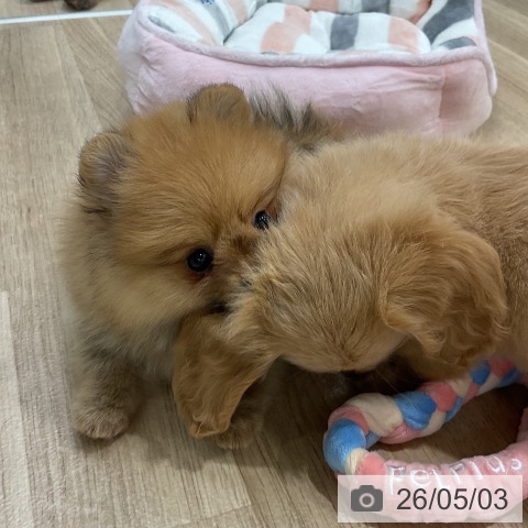 福岡県のポメラニアン (ペットプラス 八幡東店/2026年3月4日生まれ/女の子/オレンジ)の子犬の3枚目の画像