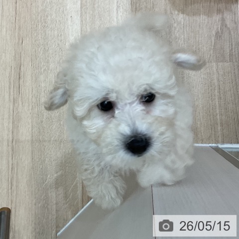 福岡県のトイプードル(トイ) (ペットプラス 八幡東店/2026年3月4日生まれ/男の子/クリーム)の子犬の3枚目の画像