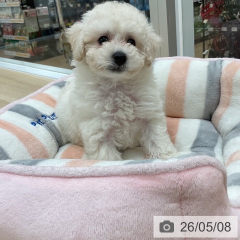 福岡県のトイプードル(トイ) (ペットプラス 香椎浜店/2026年3月4日生まれ/女の子/ホワイト)の子犬の4枚目の画像