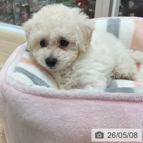 福岡県のトイプードル(トイ) (ペットプラス 香椎浜店/2026年3月4日生まれ/女の子/ホワイト)の子犬の3枚目の画像