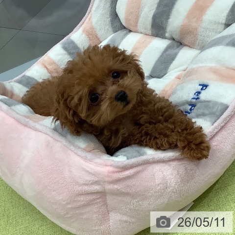熊本県のトイプードル(トイ) (ペットプラス 熊本店/2026年2月14日生まれ/女の子/レッド)の子犬の3枚目の画像