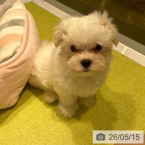 福岡県のマルチーズ (ペットプラス MARK IS 福岡ももち店/2026年3月3日生まれ/男の子/ホワイト)の子犬の3枚目の画像