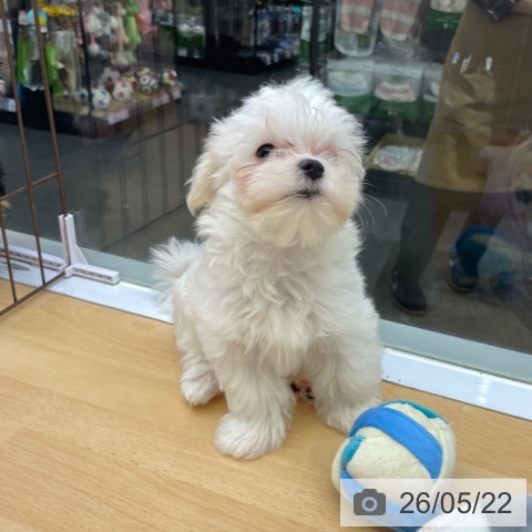 福岡県のマルチーズ (ペットプラス MARK IS 福岡ももち店/2026年3月3日生まれ/男の子/ホワイト)の子犬の3枚目の画像