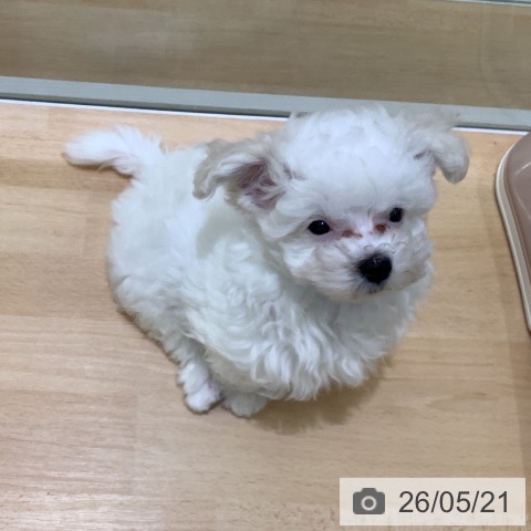 熊本県のマルチーズ (ペットプラス 熊本店/2026年3月3日生まれ/男の子/ホワイト)の子犬の3枚目の画像