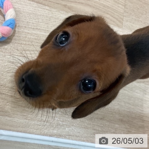 カニーンヘン・ダックスフンドの写真