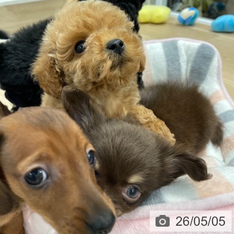 カニーンヘン・ダックスフンドの写真
