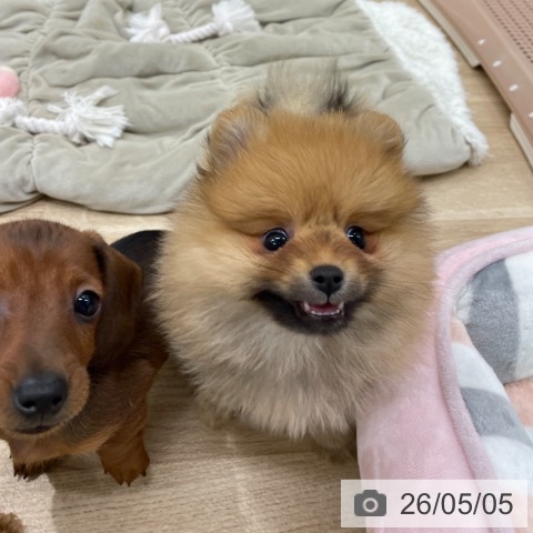 カニーンヘン・ダックスフンドの写真